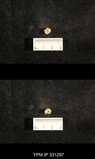 Euphemites sp.