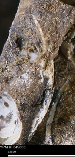 undet. Bivalvia