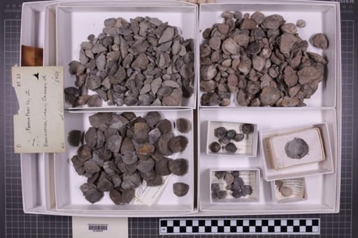 mixed taxa, stratigraphic collection