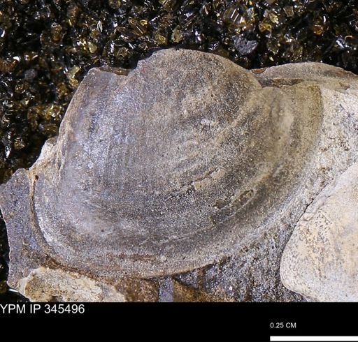 Limopsis striatopunctatus