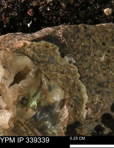 undet. Mollusca