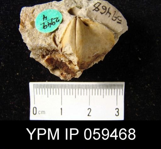 Meristella lenta
