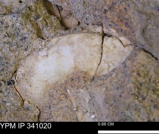 Corbicula sp.