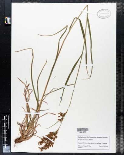 Scirpus pendulus