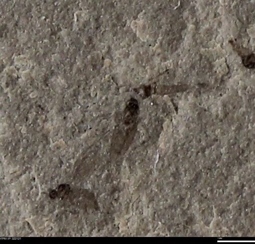 undet. Insecta