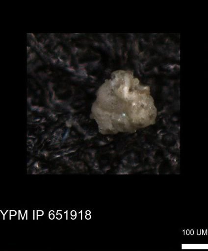 undet. Foraminiferida