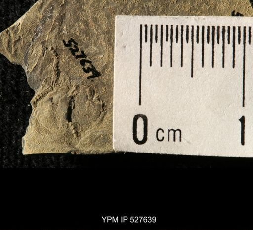 Ophiuroidea