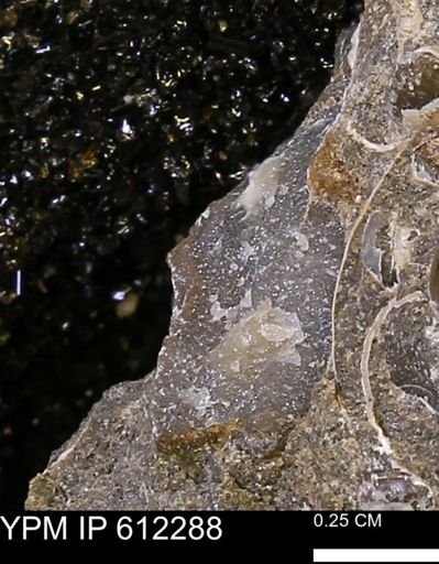 undet. Mollusca