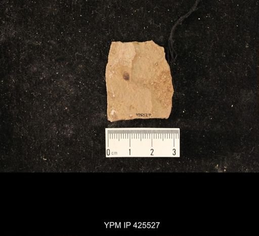 undet. Coleoptera