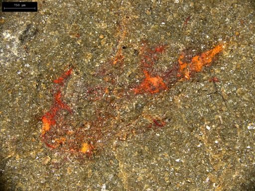 undet. Lobopodia