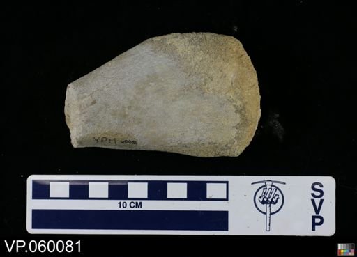 undet. Toxochelyidae