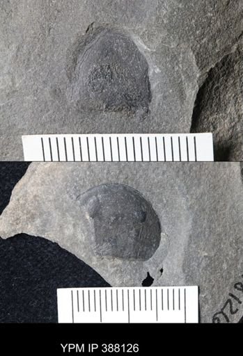 Eurypterida