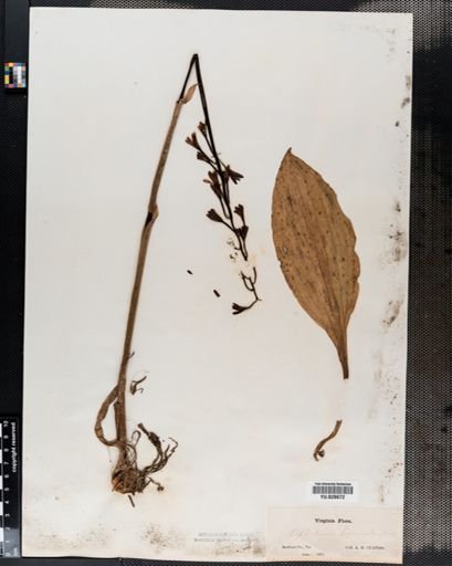 Plantae