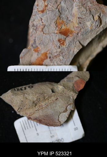undet. Mollusca