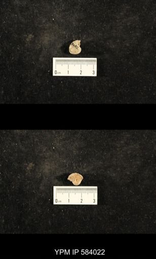 Euphemites carbonarius