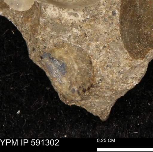 undet. Bivalvia