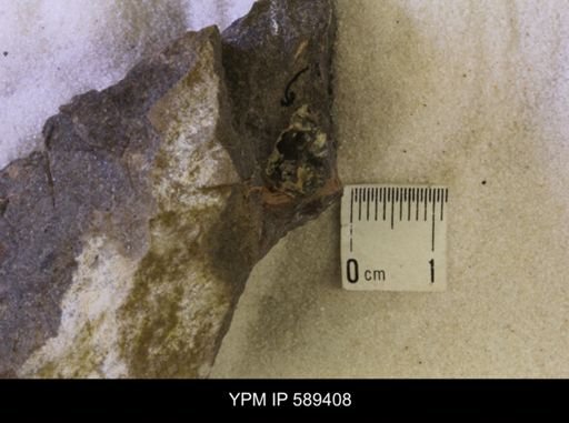 undet. Scaphitidae