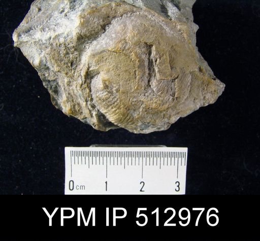 Dictyoclostus sp.