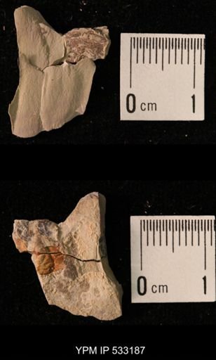 Elrathia kingi