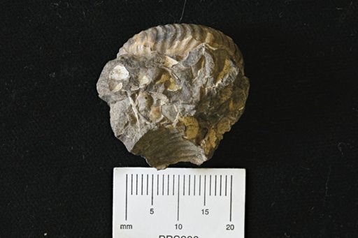 Scaphites sp.