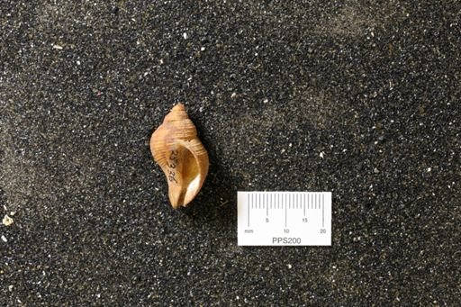 Purfura tetragona