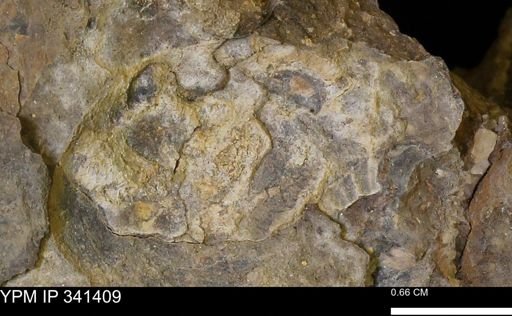 undet. Mollusca