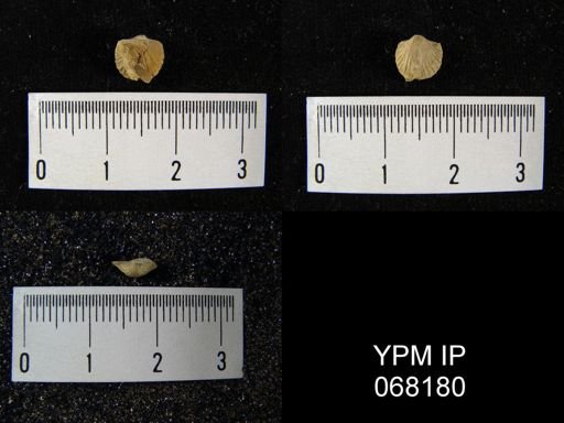 Dalmanella sp.