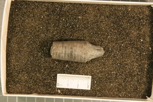 Orthoceras duseri