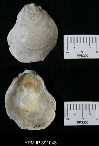 Anomia simplex