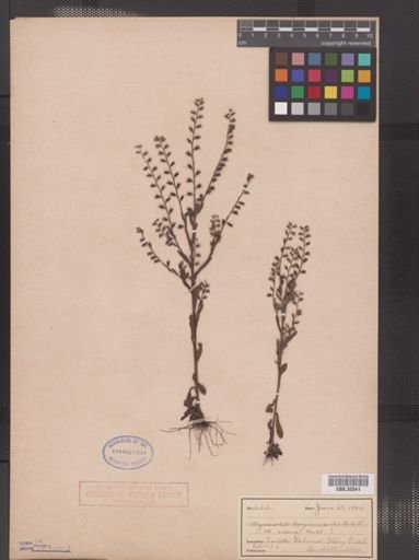 Myosotis verna