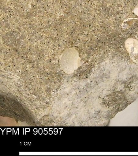 undet. Mollusca