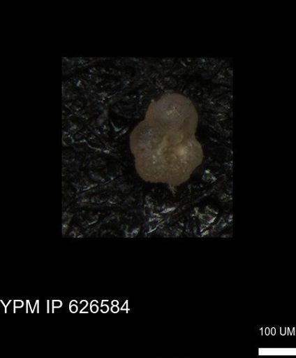 undet. Foraminiferida