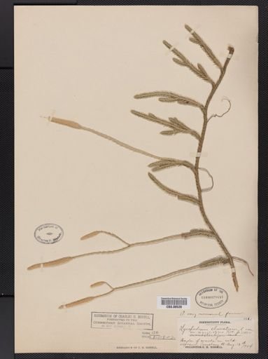 Lycopodium lagopus