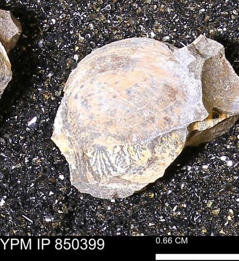 Limopsis striatopunctatus
