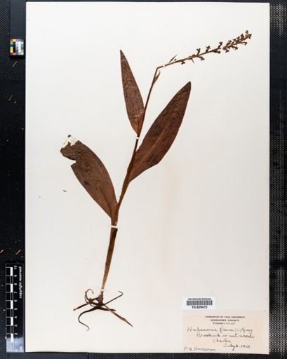 Platanthera flava