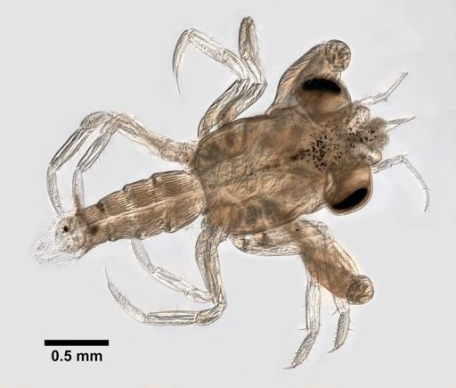 Brachyura