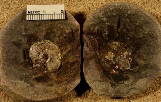 Lepidostrobus ovatifolius