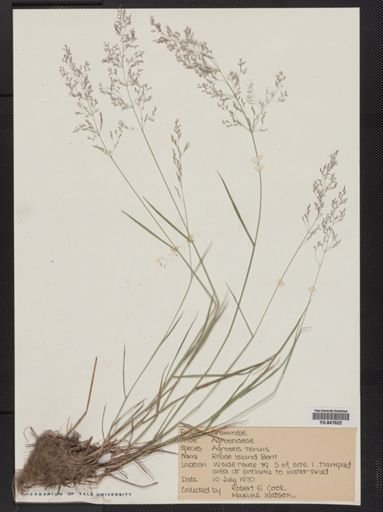 Agrostis capillaris