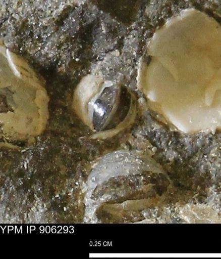 Corbulamella gregaria