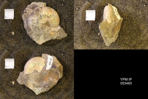 Hoploscaphites nicolletii