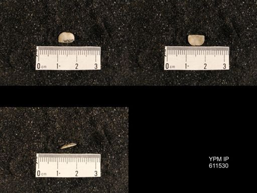 Lissochonetes geinitzianus var. senilis