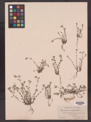 Arenaria serpyllifolia
