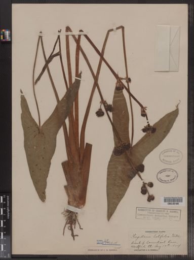 Sagittaria latifolia