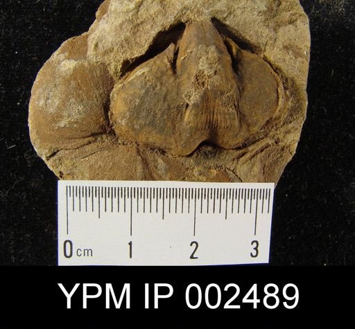 Meristella cf. follmanni