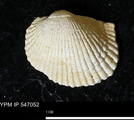 Scapharca transversa