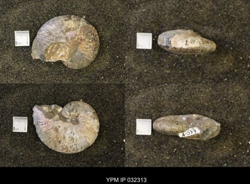 Hoploscaphites comprimus