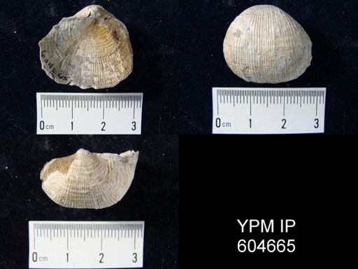 Diaphragmus?