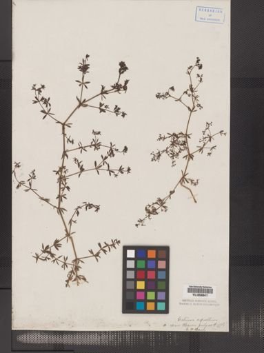 Galium asprellum