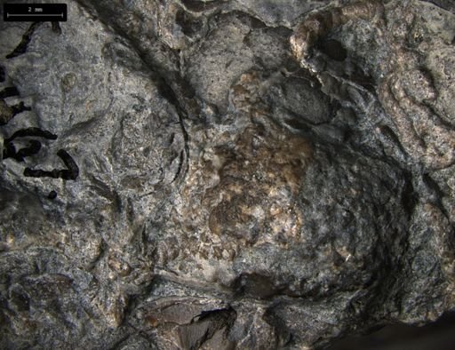 Aplocoma damesii