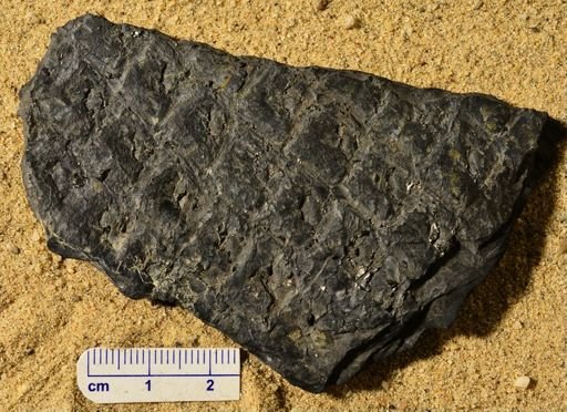 Lepidodendron sp.